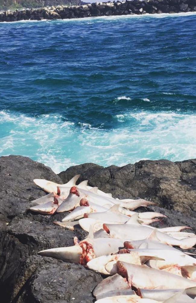 15 dead sharks were found.