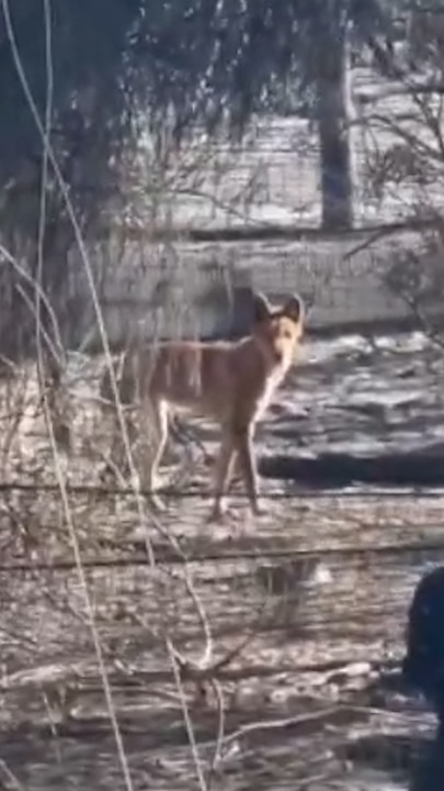 Alleged dingo sighting near the Little Desert National Park