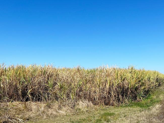 A lower Clarence sugarcane field after the blaze.