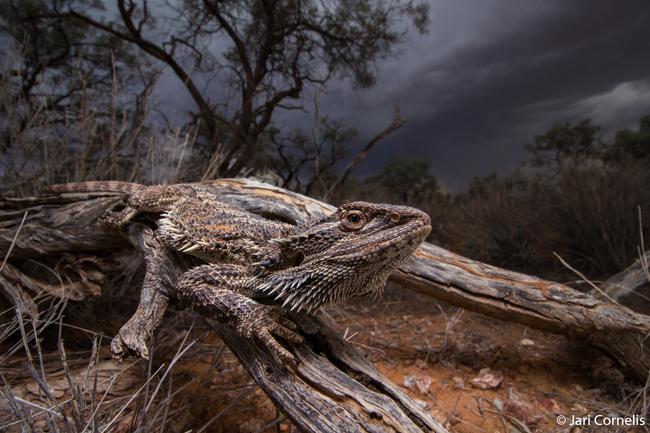 Animal Habitat Winner by Jari Cornelis, Western Australia ‘Storm Dragon’ Central Bearded Dragon.