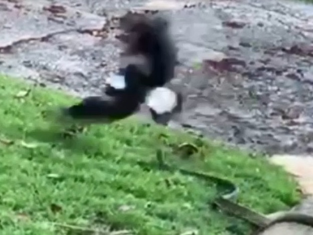 Snake strikes at swooping magpie at Terrigal.