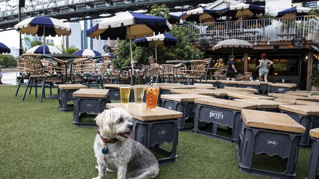 Alfie relaxing at Felons Brewery. Picture: Mark Cranitch.