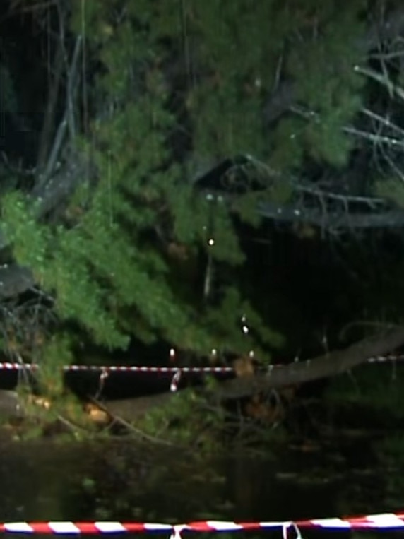 A tree came crashing down overnight in Terrey Hills due to the wild weather. Picture: Sunrise