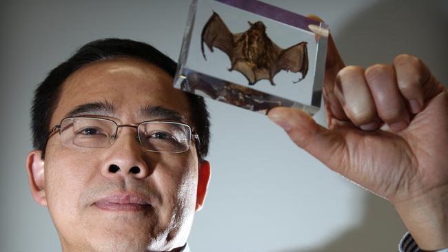 Prof Linfa Wang and a micro bat during his time with the CSIRO in Australia, Picture: News Corp