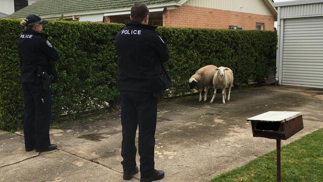 Two police officers guard the sheep. Picture: RSPCA