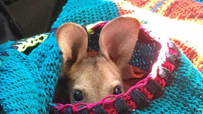 TO THE RESCUE: Journalist Marian Faa found this adorable young joey trying to fend for itself after its mother was hit by a car on Glen Rd in Warwick. Picture: Marian Faa