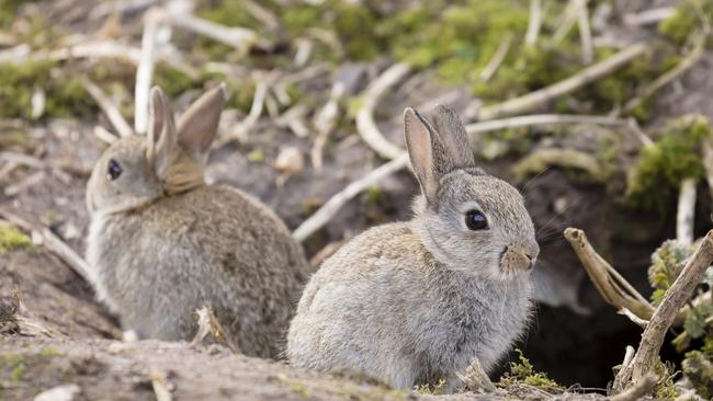 European rabbit, images from THINKSTOCK for story on rabbit culls, pest control