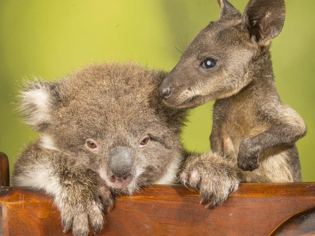 We once killed 600,000 koalas in a year. Now they're Australia's 'teddy  bears'. What changed? - ABC News