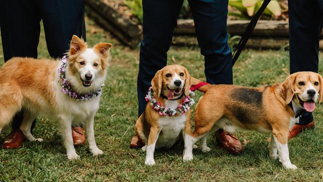 Fur babies at the wedding of Claire Shanahan and James Mortimer. Picture: Chris Jack Photography