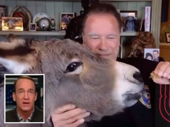 Arnold Schwarzenegger and his donkey on the ESPN broadcast.