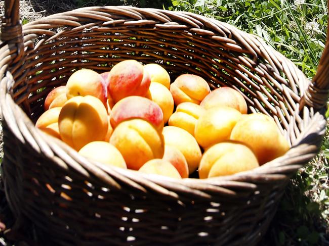 Lowina Orchards near Campania Apricot and cherry orchard. picture of co owner Denise Newnham with some apricots, Picture;KIM EISZELE