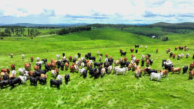 The Burtenshaw family are selling their 1695ha High Country Pastoral Portfolio.