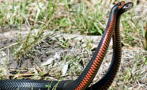 Red-bellied black snakes do the dance of nature in the warm spring atmosphere. Picture: Contributed