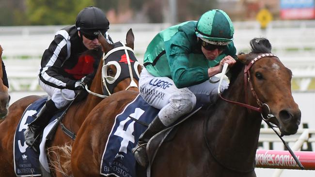 Humidor has been well backed in the Moonee Valley Gold Cup. Picture: Getty Images