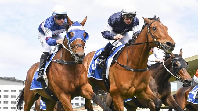 Tajanis (left) can atone for his luckless second to Newfoundland (right) last start. Picture: Bradley Photo