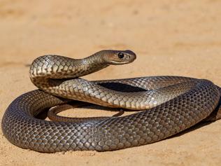 KIDS NEWS: Australian eastern brown snake being defensive. Picture: Ken Griffiths/supplied