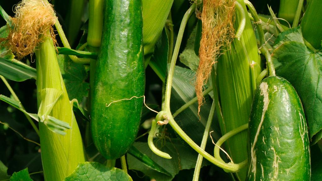 peter cundall growing corn