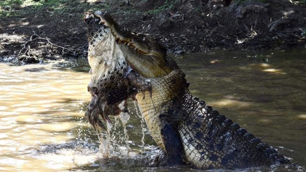 This croc was captured eating another during a cruise along the Yellow Water Cruise. Picture: Linda Goram