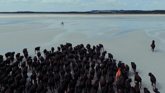 Robbins Island Wagyu muster in northwest Tasmania.