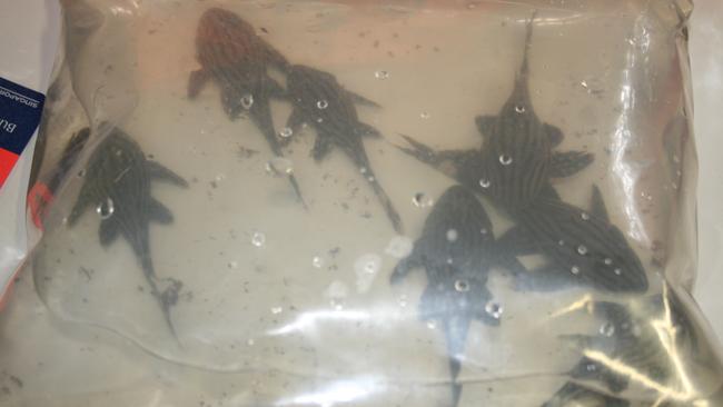 Seven of the fish found in Chang’s luggage. Source: Australian Customs and Border Protection Services.