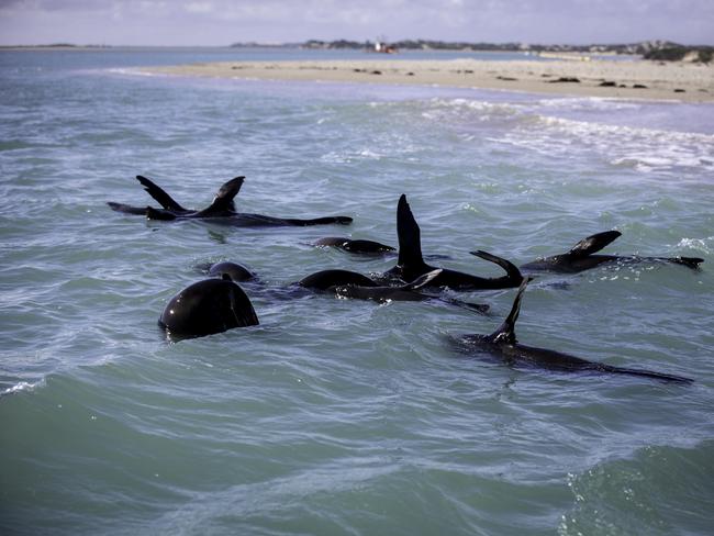 Seals at play in the Coorong, at Meningie. Picture: Matt Turner