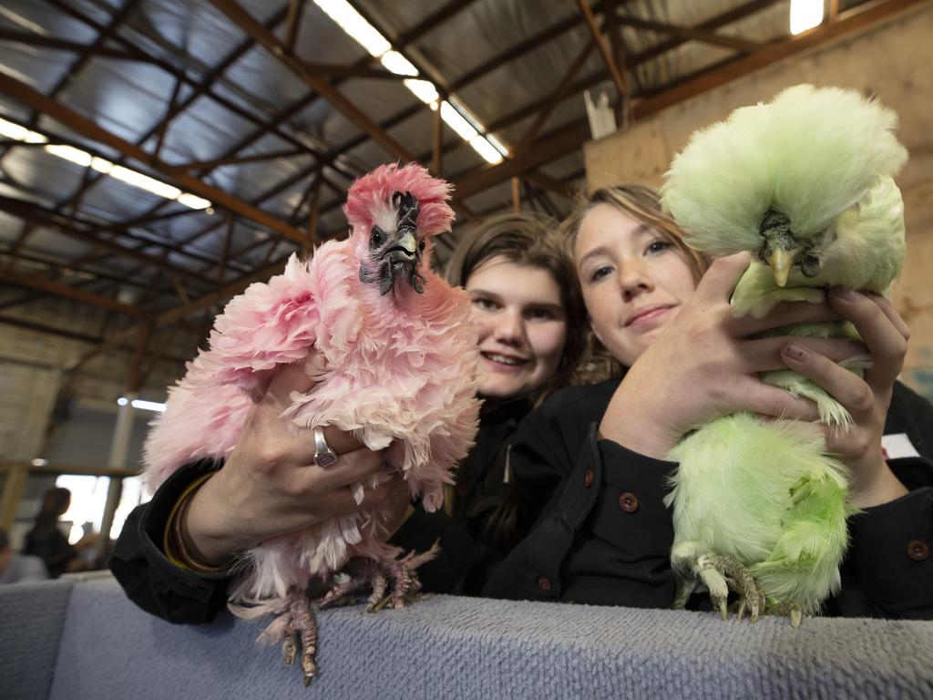 (L-R) Katelyn Irwin 14 and Lita Cooper 14 of the Jordan River Learning Federation with their silkies at the Hobart Show. PICTURE CHRIS KIDD