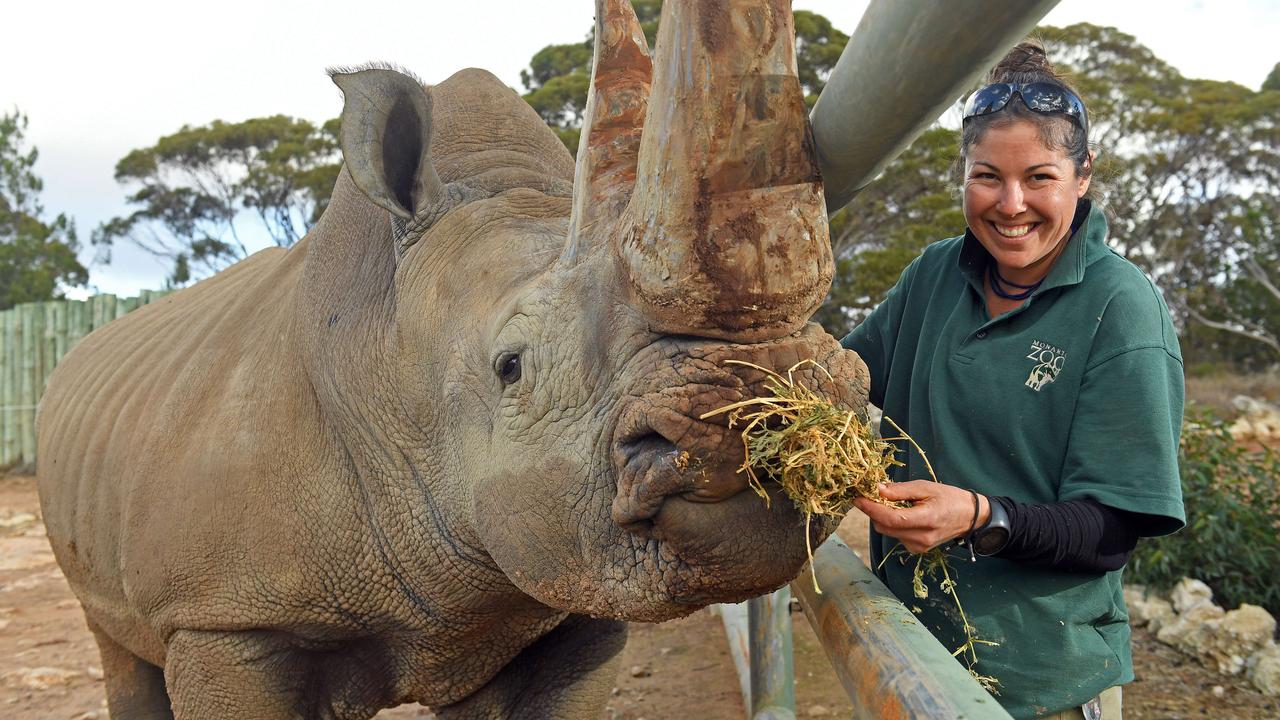 Monarto Zoo: Rhino baby will join family of southern white rhinoceros ...