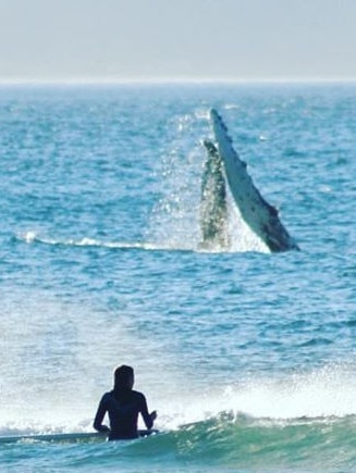 The pod of four whales spotted at Rainbow Bay Sunday. Photos: Kellie Wilson