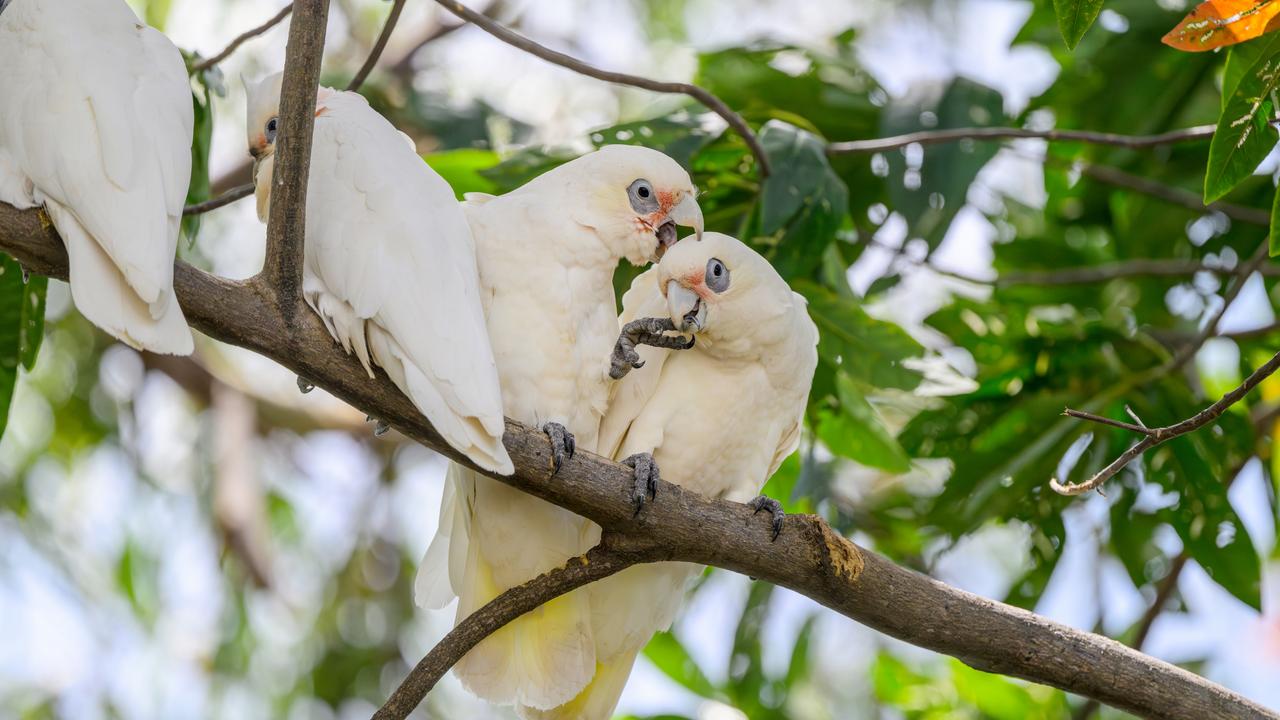 Man accused of vile act to native birds