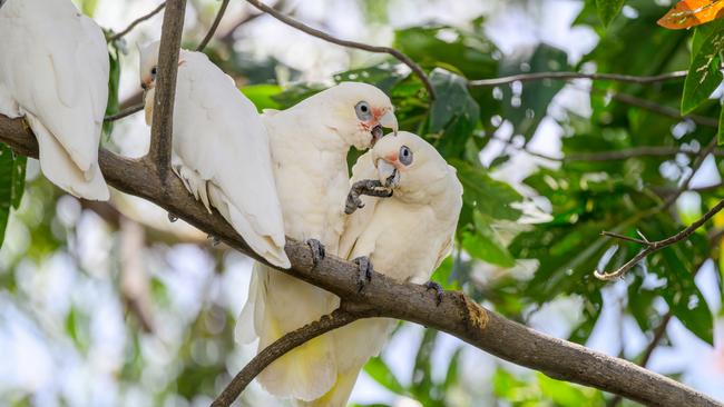 MAROON MOMENT: Little Corellas from a quandong tree on Wynnum Creek. One is biting the other one’s foot while the other is biting the first one’s head! Photo: Neale Maynard.