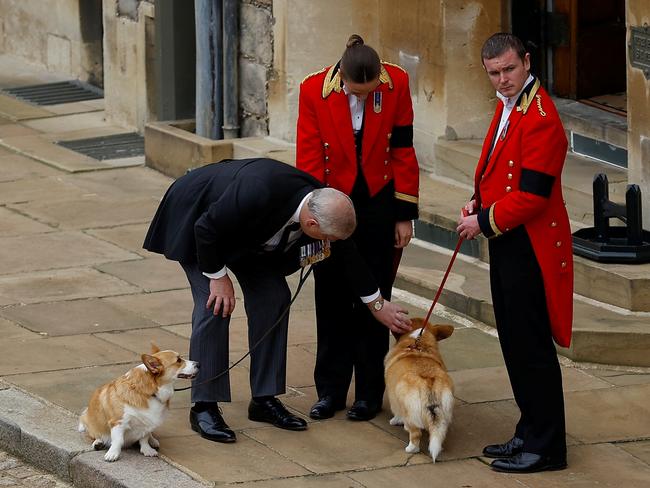 Prince Andrew, Duke of York pats the royal corgis as they await the coffin of Queen Elizabeth. Picture: Getty Images