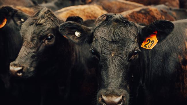 Despite trade tensions, Australian red meat is still vital to China. Picture: Chloe Smith