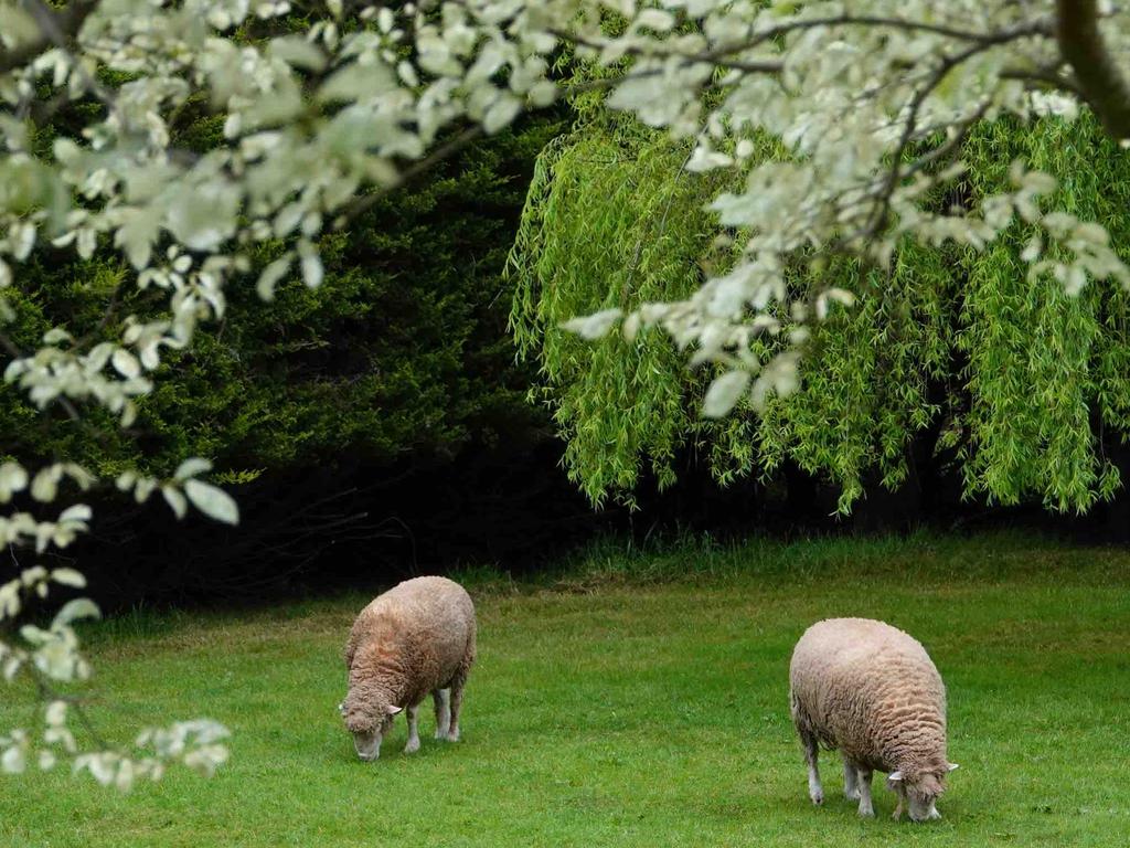 You know you’ve got a cracking lawn when … Photo Bruce Hutchison.