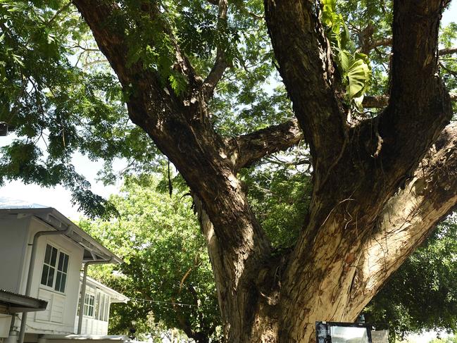 Char owners will cut down an old tree that is causing the restaurant floors to crack. Picture: (A)manda Parkinson