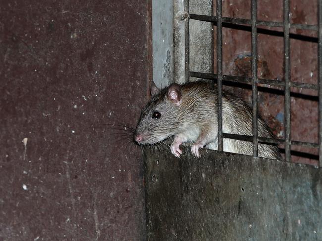 Large numbers of rats have been lurking around the back of shops and laneways in Sydney’s Haymarket. Picture: Bill Hearne