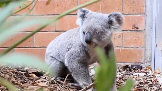 This furry friend was spotting at a Brisbane university campus.