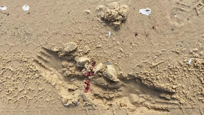 Eight shorebirds have been killed on Fraser Island after a person in a four-wheel drive allegedly deliberately drove through the flock earlier this week.