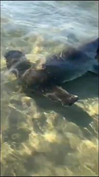 NSW surfers have close encounter with family of hammerhead sharks