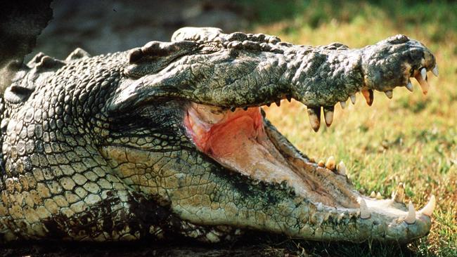 Wooden spoon saves woman from croc attack in eastern India