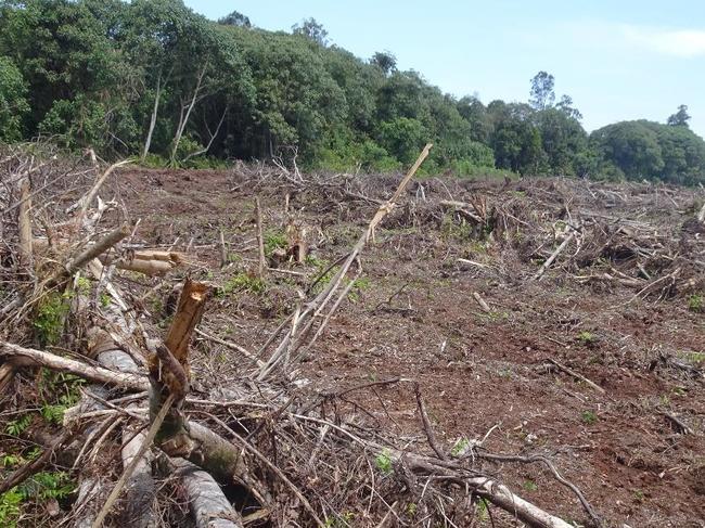 land clearing Indonesia Jan 2022