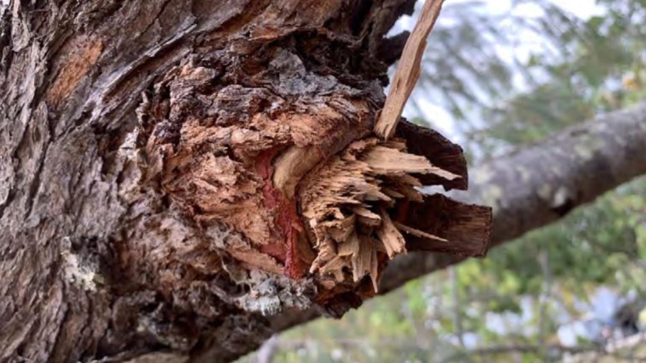 Mackay Regional Council discovered an extreme case of vegetation vandalism at Headland Dr, Haliday Bay. Picture: Mackay Regional Council