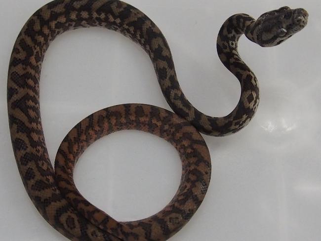 A snake was seized in this week’s raids.