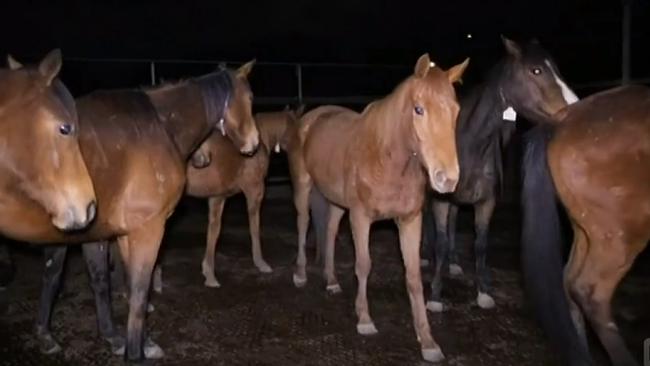 A screenshot taken from the ABC 730 Report on the mass slaughter of racehorses, the segment went to air on Thursday, November 17, 2019.