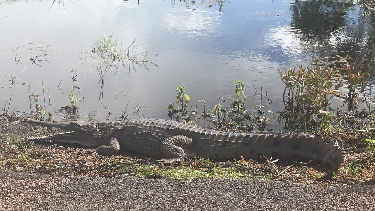 A freshwater crocodile smiling for the snap-arazzi at Fogg Dam in the Northern Territory. Picture: Werner Kalin