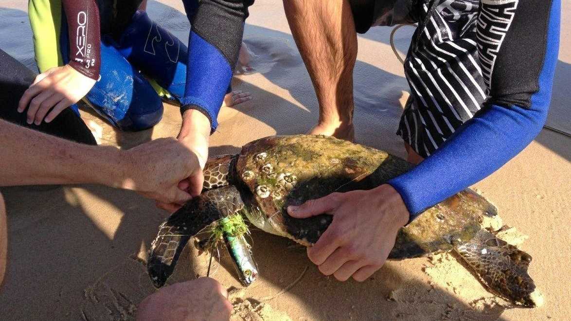 Surfers free turtle hopelessly trapped in fishing line
