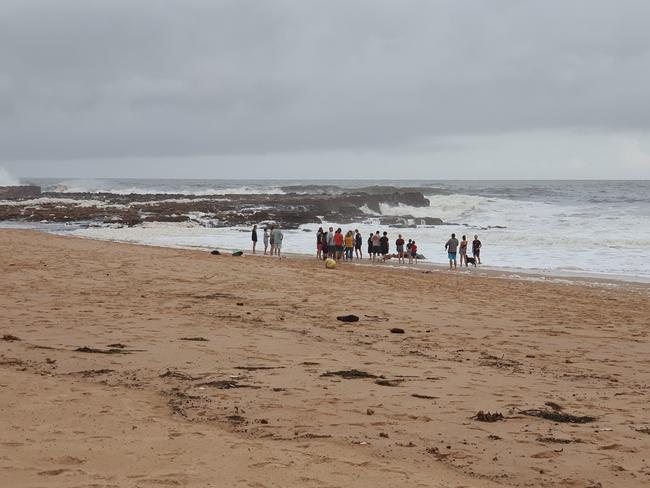 The strong conditions washed the animal into shore. Picture: Fiona Killman