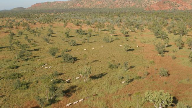 The Kimberley is a great place for breeding and raising cattle. Picture: Charlie Peel