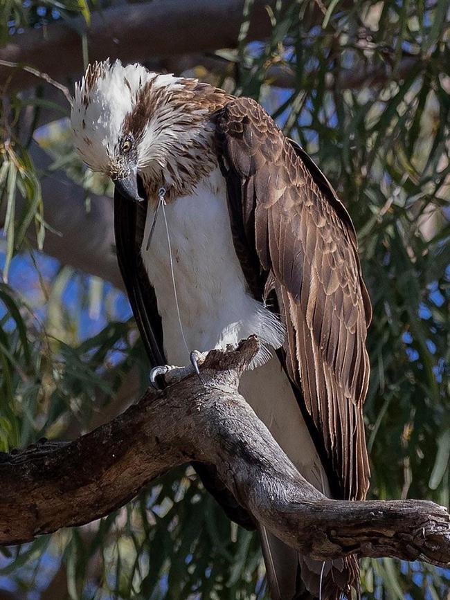 The osprey with the hook embedded in its neck.