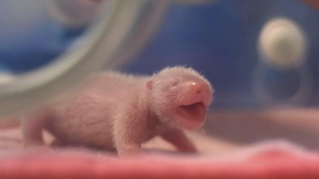 The first panda twin cubs of the year met the public for the first time on Tuesday, a day after they were born in China's southwest. Photo: Xue Yubin/Xinhua via AP