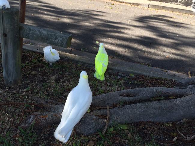 What The Flock? Colourful Cockatoos Spotted Flying Around Sydney’s East ...